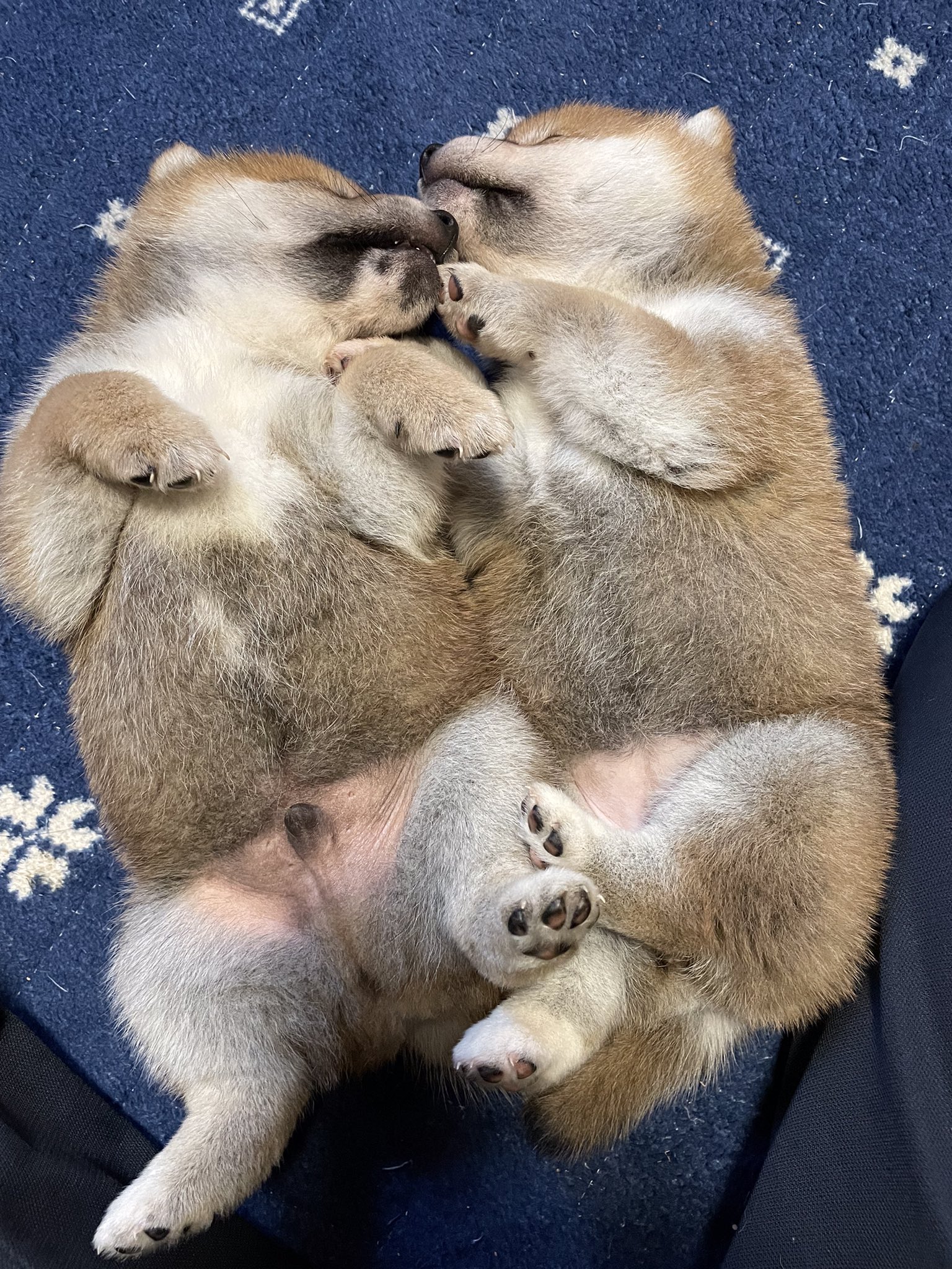 秋田犬 柴犬ブリーダー桜庵 さくらあん 柴犬赤ちゃん とんとん とんとん 寝かしつけ成功 しっかり 桜庵スタイルです 柴犬子犬 飼い主様募集中です 秋田犬 Akitainu Akitadog 柴犬 Shibainu 桜庵 Sakuraan 秋田犬販売 秋田犬