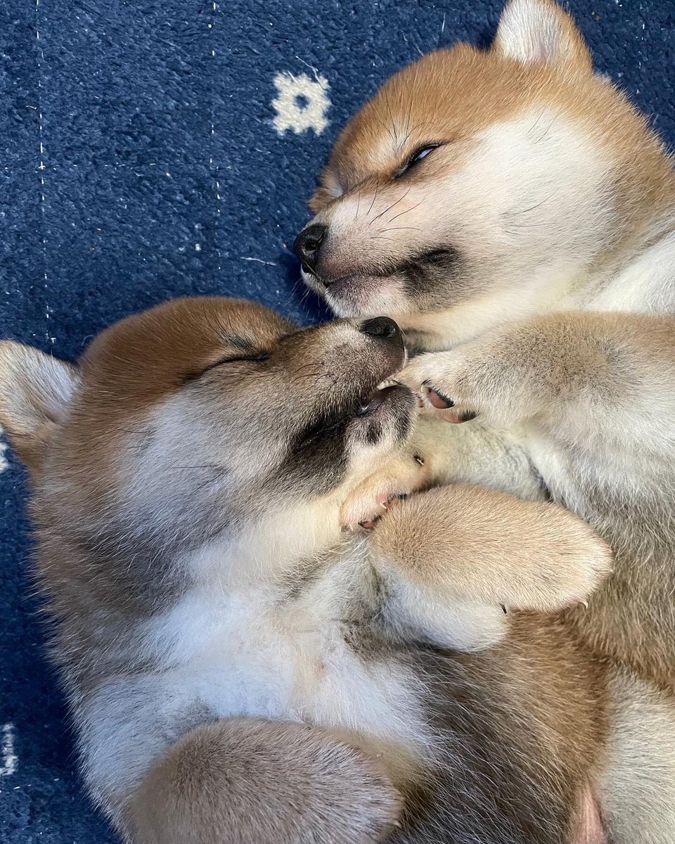 秋田犬 柴犬ブリーダー桜庵 さくらあん 柴犬赤ちゃん とんとん とんとん 寝かしつけ成功 しっかり 桜庵スタイルです 柴犬子犬 飼い主様募集中です 秋田犬 Akitainu Akitadog 柴犬 Shibainu 桜庵 Sakuraan 秋田犬販売 秋田犬 秋田犬 柴犬ブリーダー桜庵 さくらあん 柴犬赤ちゃん とんとん とんとん 寝かしつけ成功 しっかり 桜庵スタイルです 柴犬子犬 飼い主様募集中です 秋田犬 Akitainu Akitadog 柴犬 Shibainu 桜庵 Sakuraan 秋田犬販売 秋田犬