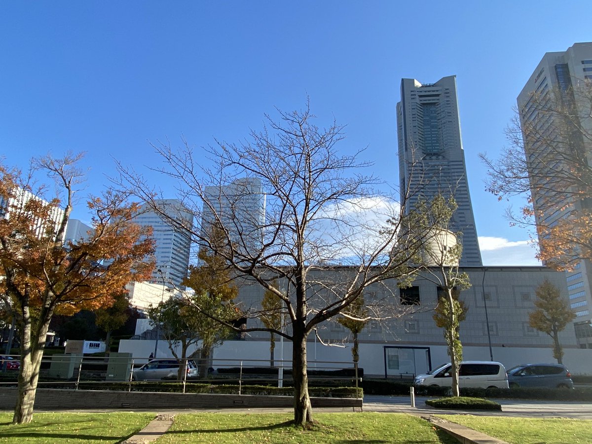dreaming045's tweet photo. 穏やかな青空
花が咲いていない時でも愛しい樹
大地の栄養をたっぷり摂取して
来たる春を迎えましょうね
みなとみらい剛桜 21.12.12
#244time https://t.co/Rz5gciqWbX