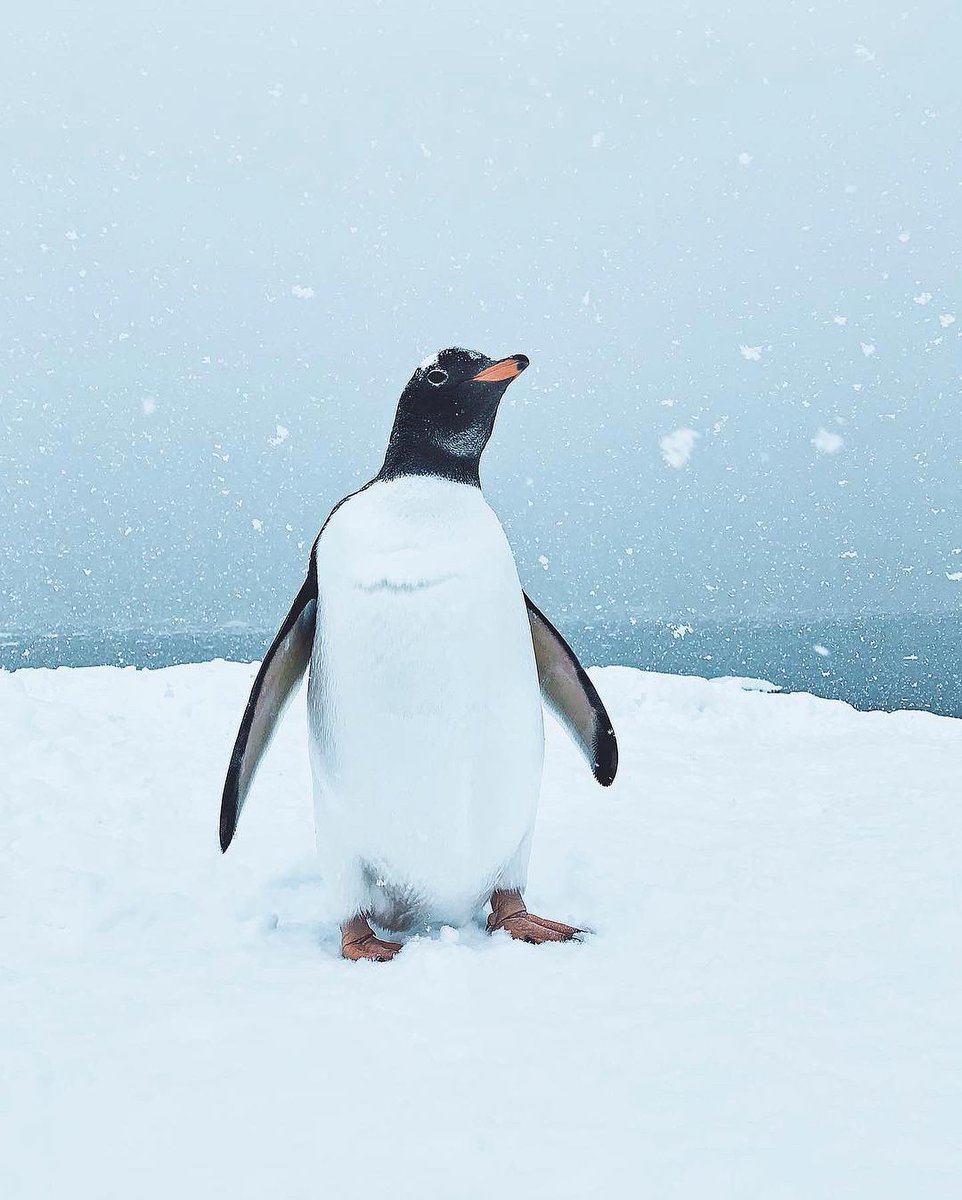 A snowy day in Antarctica ❄️