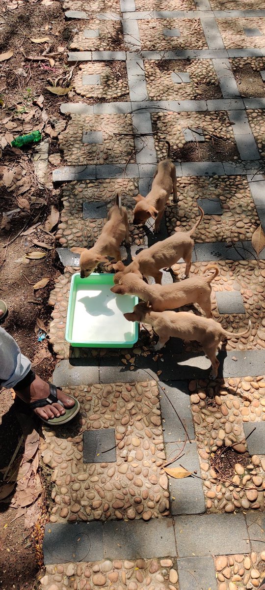 Adinarayanan9's tweet photo. Occasion of Thalivar birthday💓 feeding stray dogs  #HBDSuperstarRajinikanth https://t.co/ludTynEh9h