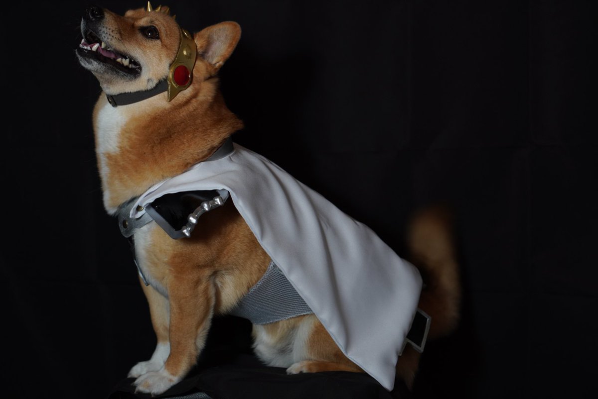 Twoucan ムタさん シバーギー トトさん 猫 Muta Ooyan