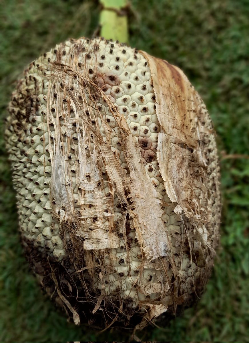 tongamp_g's tweet image. Making #karuka #pandanus flesh stew with #png made corned meat loaf (sita) and 2 min Maggie noodles. #myfirst😇
Additional: carrot, spring onion,cubes and celery🌿