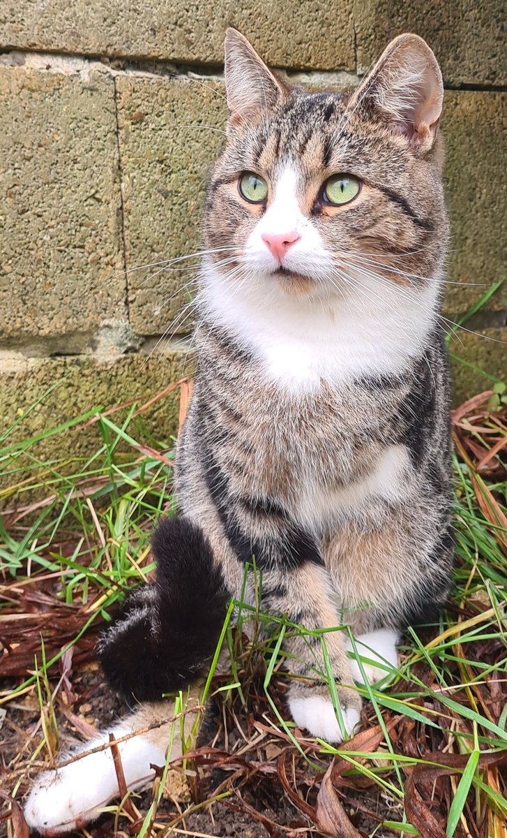 thekittenwinksy's tweet photo. Hi everyone, reply with pictures of your cats and pets and il retweet them, and see if we can get 100 likes at least per picture, Have a great Sunday x love Winksy x https://t.co/i0OLHQ1zqv