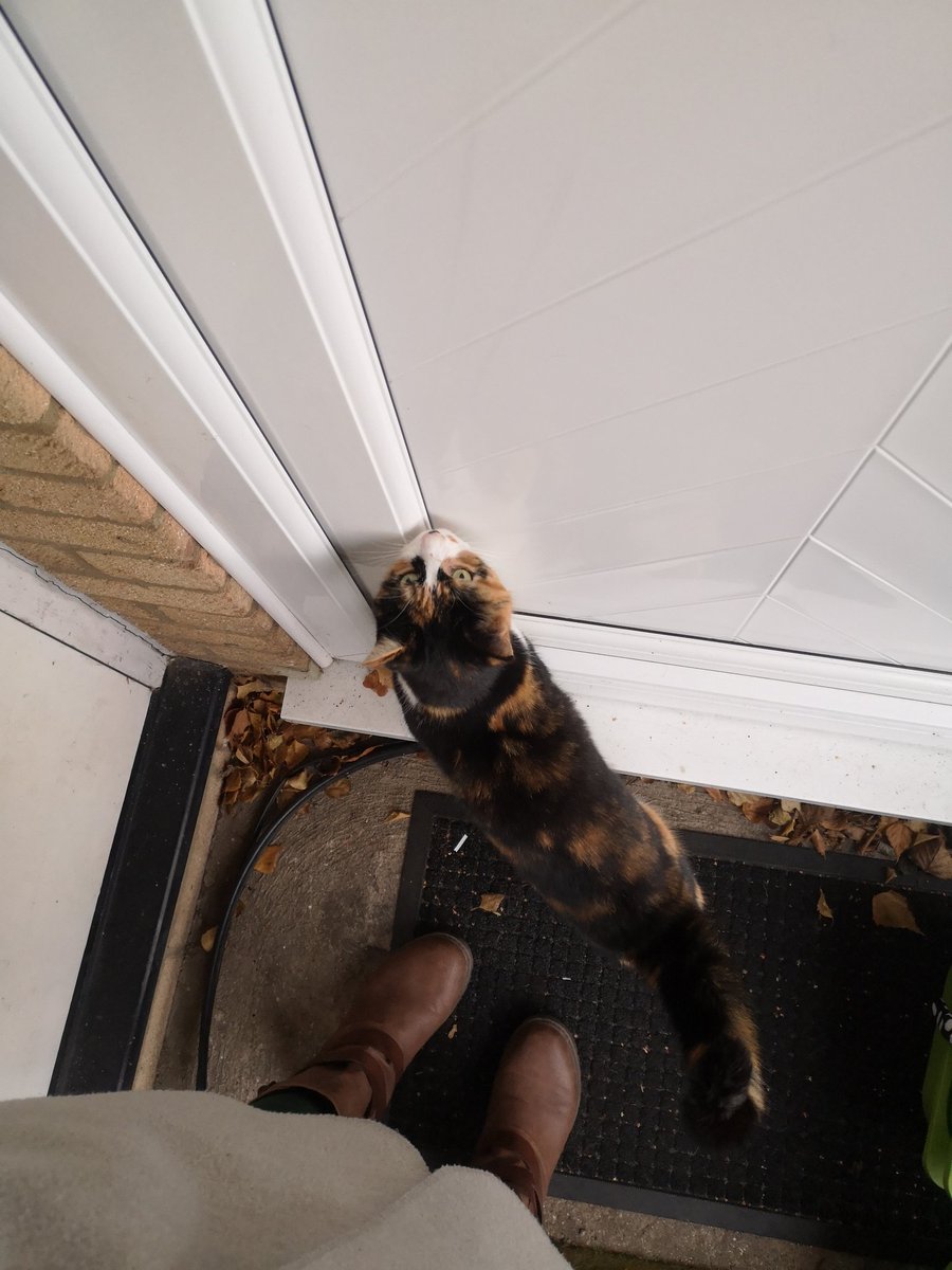 Chargreeno's tweet photo. Toy change day yesterday and neighbour's cat decided they needed to conduct an in-depth investigation of all the resources.
High rates in Cambridge still means lots of easy to clean equipment (mostly resulting in plastic π) but needs must!
#childminder #catapproval #keepsafe https://t.co/RvU213Fq5h