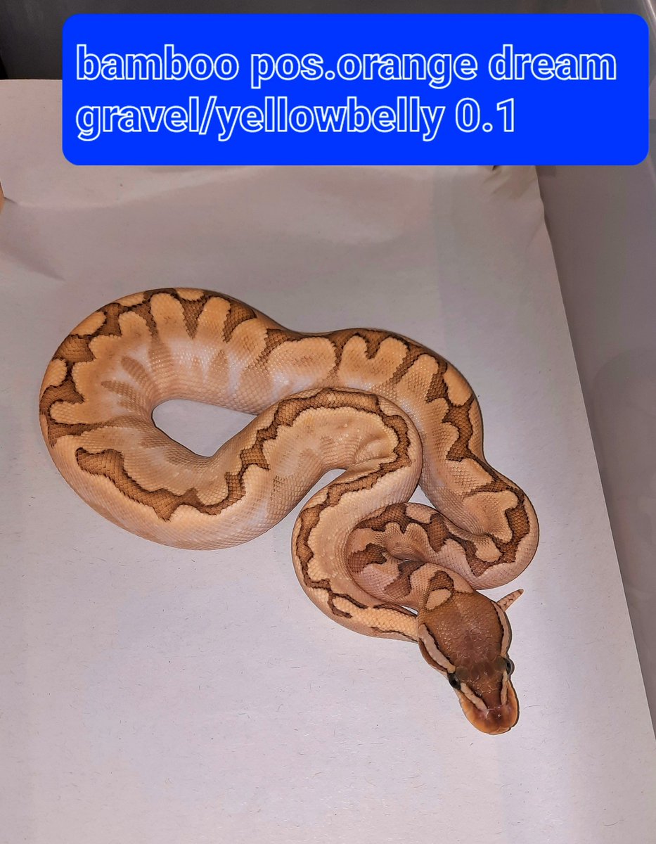 Feeballpythons's tweet image. What a beauty 🐍🐍💪