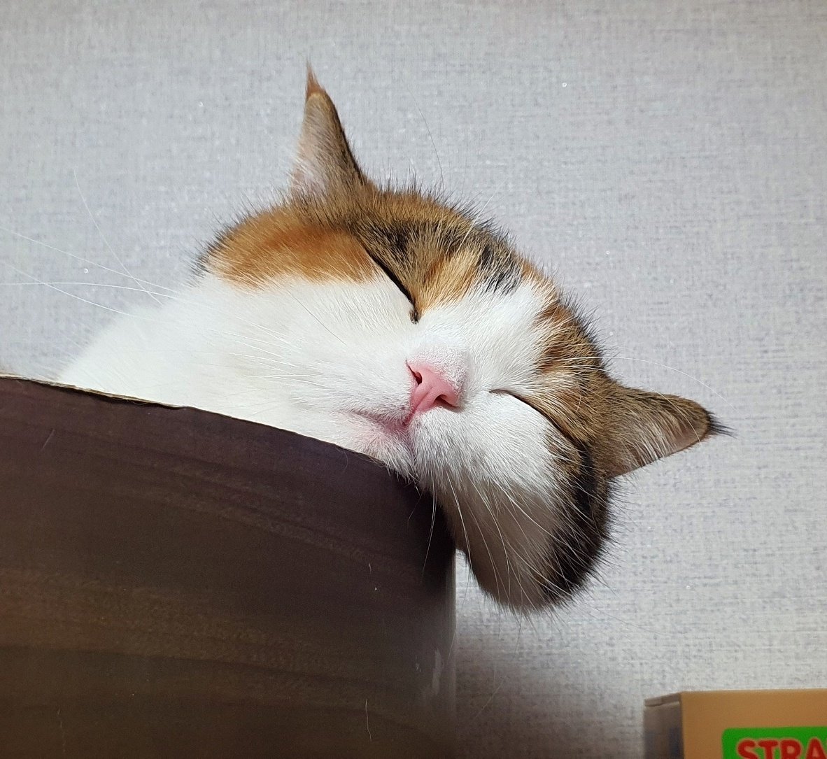 cat_mumu_S2's tweet photo. 고양이 볼살이 쏟아지는중 https://t.co/ev3Xm6jNf0