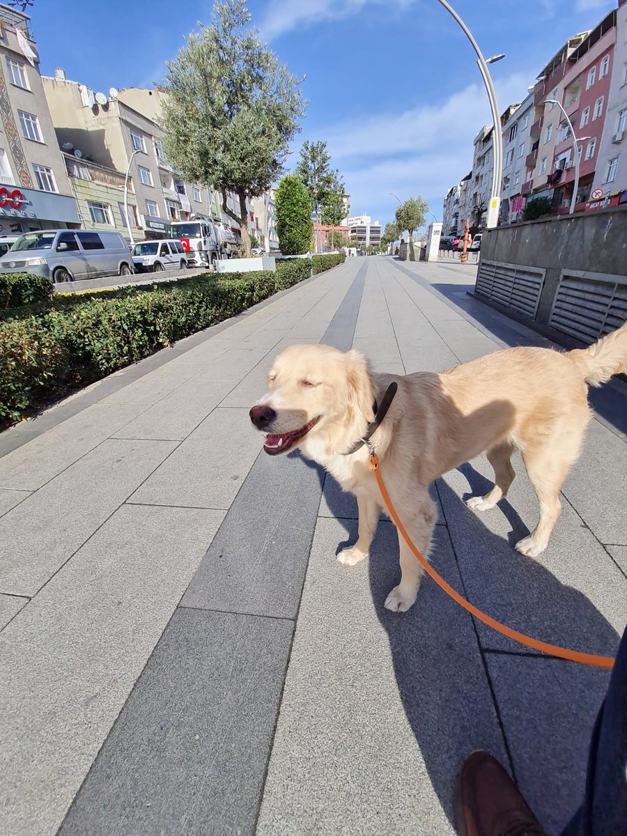 sokakannesi's tweet photo. GECICI YUVA ILANI ISTANBUL
bu cocukta kusma varmis, bugun yarin test yaptiracagim. ancak eger testleri negatif ciksa bile (ki umarim oyle olur) KALACAK YERI YOK. bulan kisinin agir alerjisi var her gun ayri bi tanidigindan rica ediyormus ama artik birakicak kisi bulamiyormus https://t.co/ShRi3wPTZD
