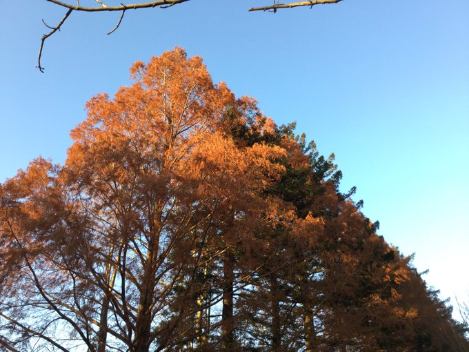 メタセコイアの落葉が進んでだいぶ透けてきました。 