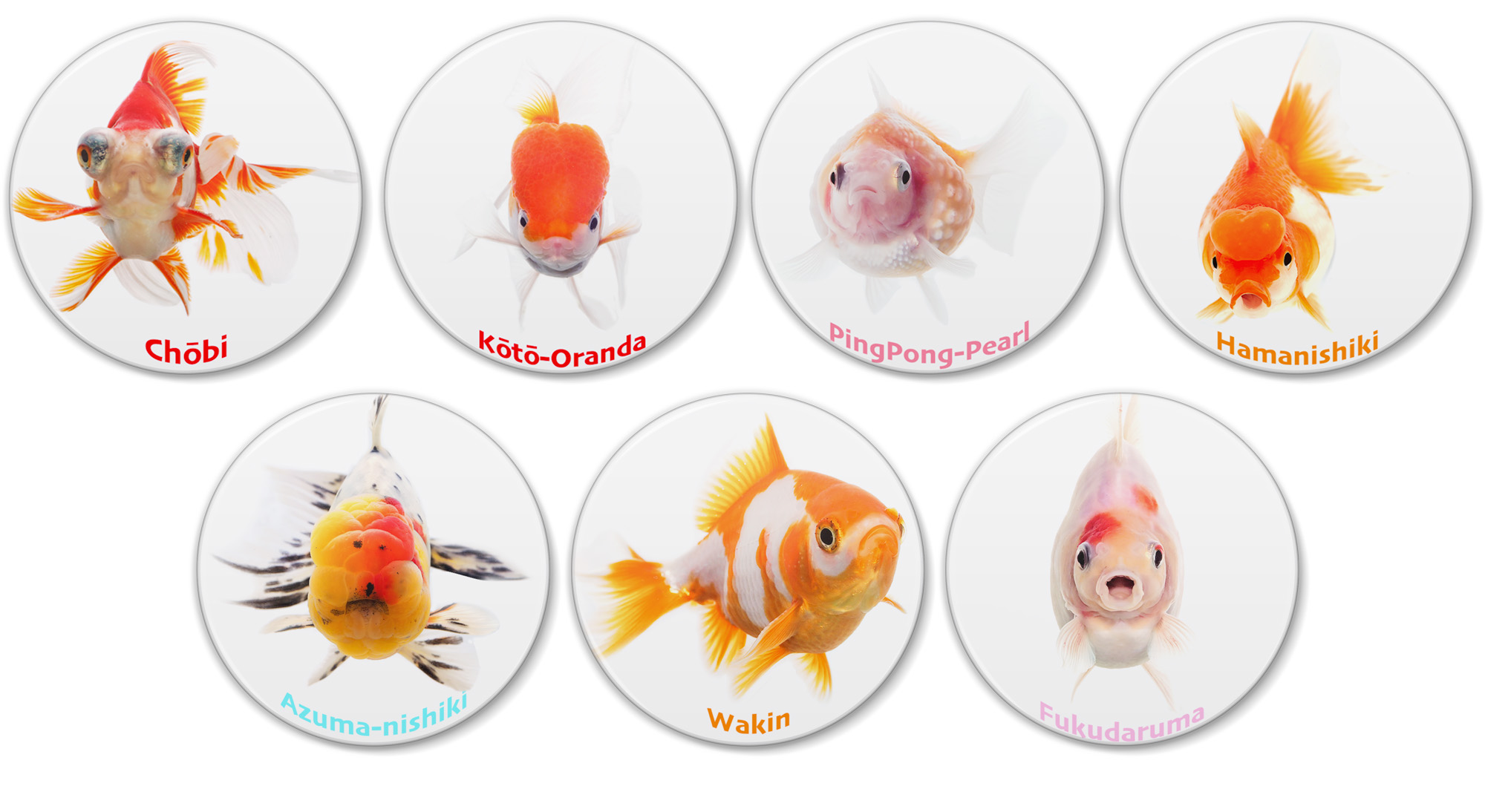 金魚グッズ Twitter Search Twitter