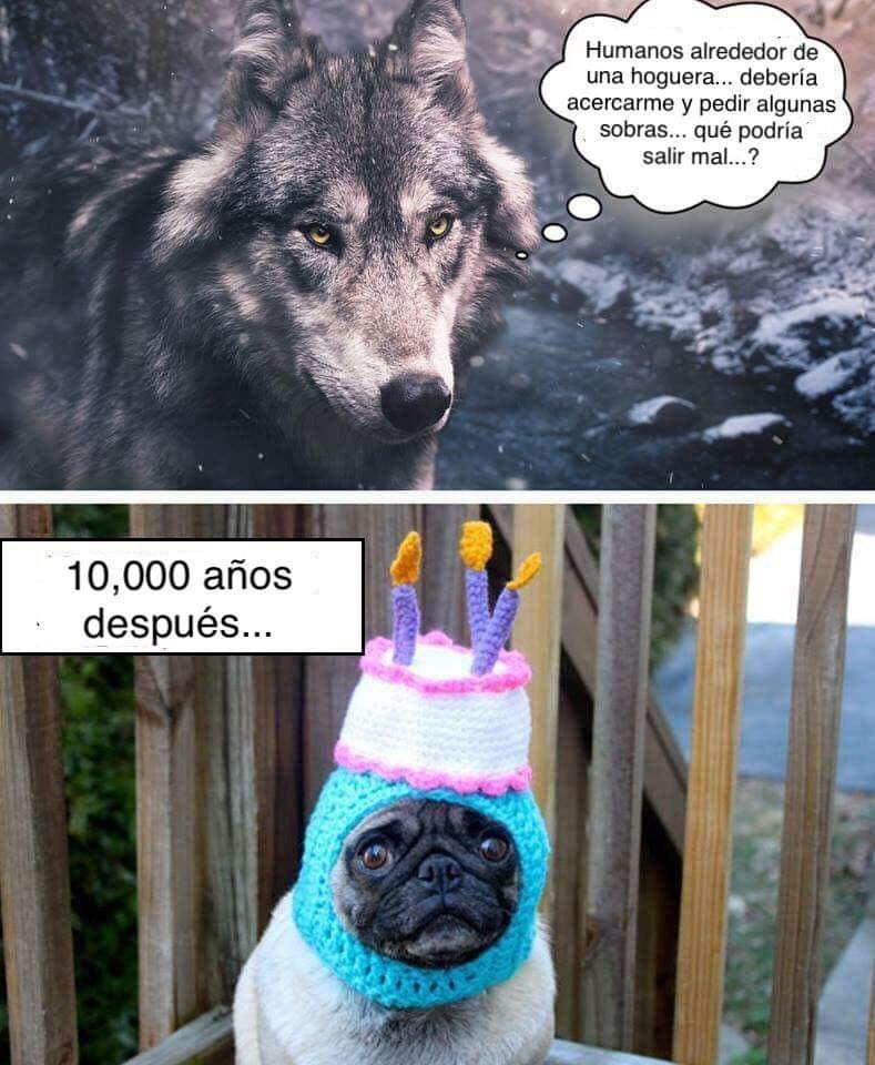 Harpa77494652's tweet photo. @tequedan2deseos "Total, ¿qué podría salir mal?"😂 https://t.co/aRwsOqE3pd