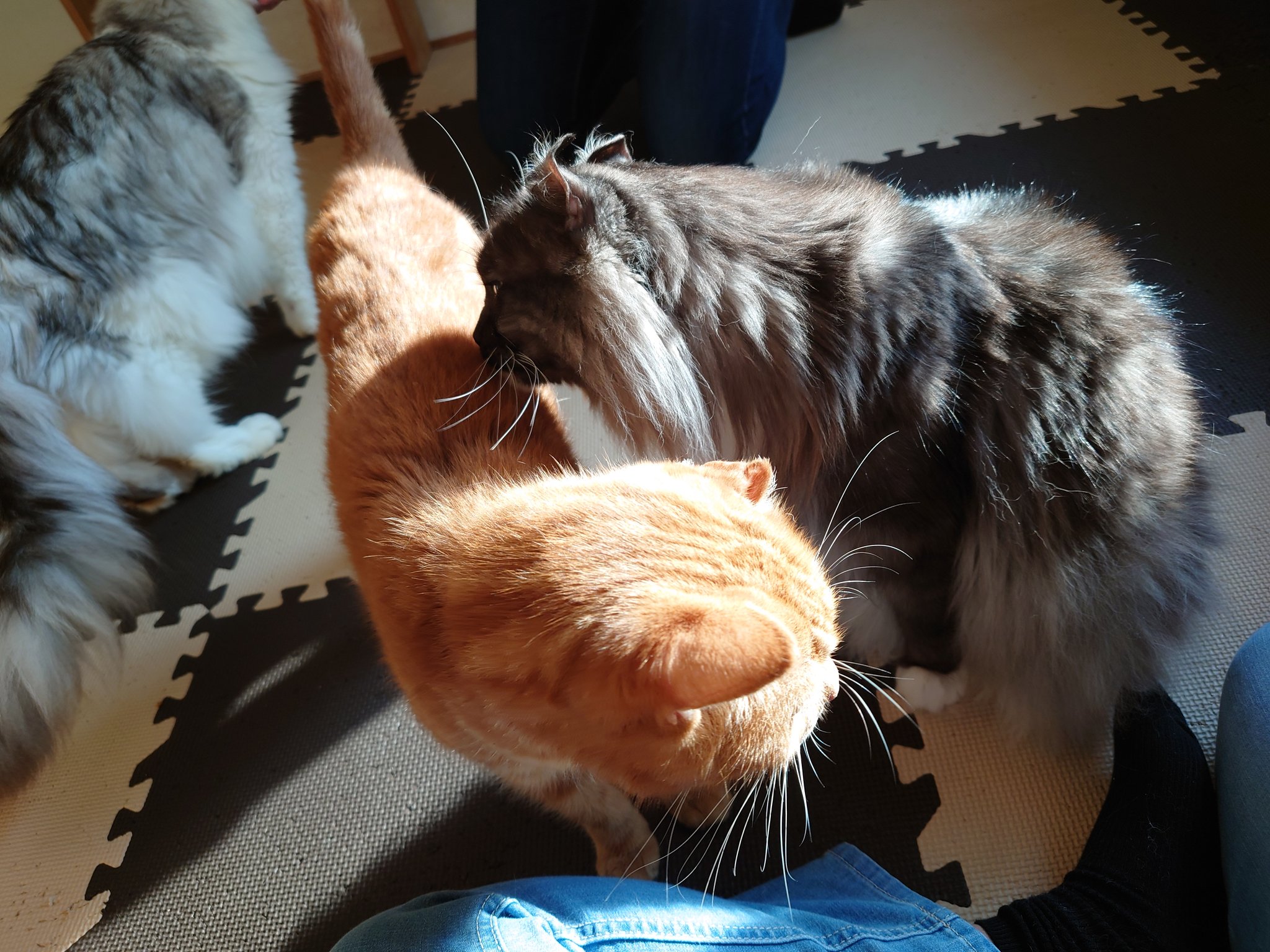 ねこぐるま 猫のいるカフェ Nekoguruma2422 Twitter