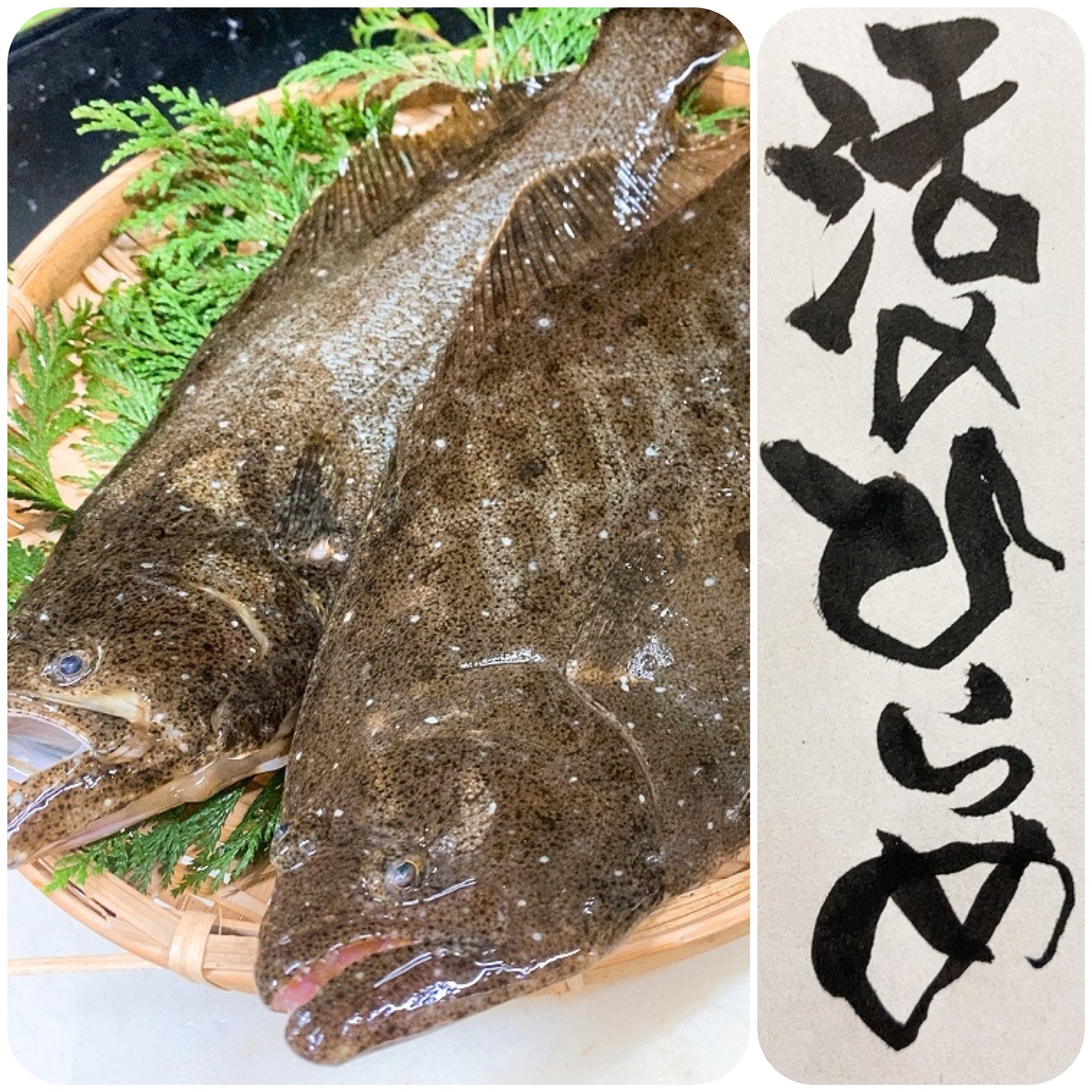 憩居酒場 えん 今日の うまい 千葉 ヒラメ 朝釣り 憩居酒場えん えん 居酒屋 個室 個室居酒屋 ランチ 昼ご飯 コロナ対策 埼玉グルメ さいたま市 岩槻区 岩槻 東岩槻 書 書道 食べスタグラム 飲みスタグラム 酒スタグラム 心より