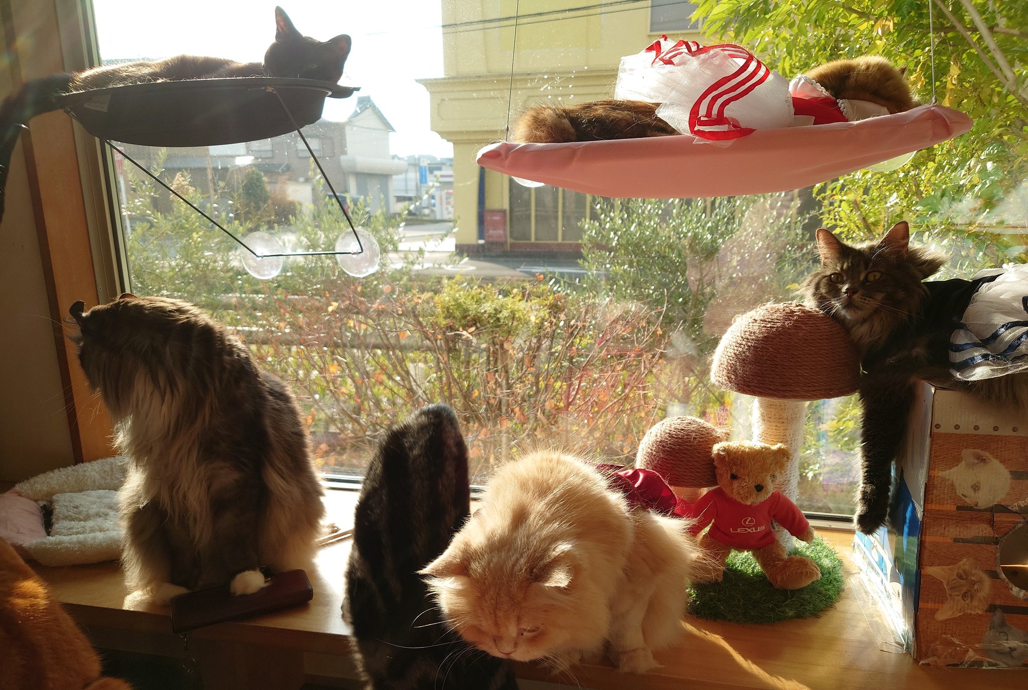 ねこぐるま 猫のいるカフェ Nekoguruma2422 Twitter