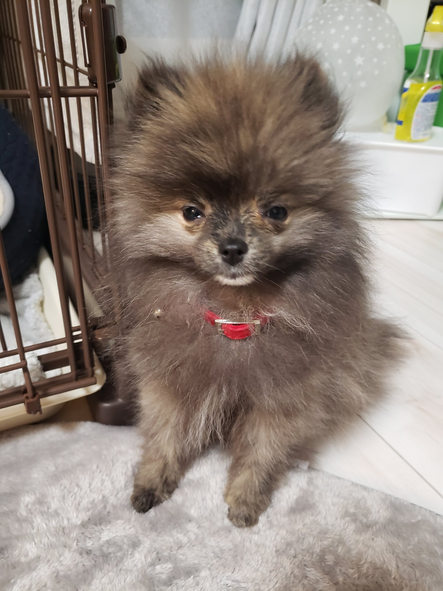 変顔犬 Twitter Search Twitter