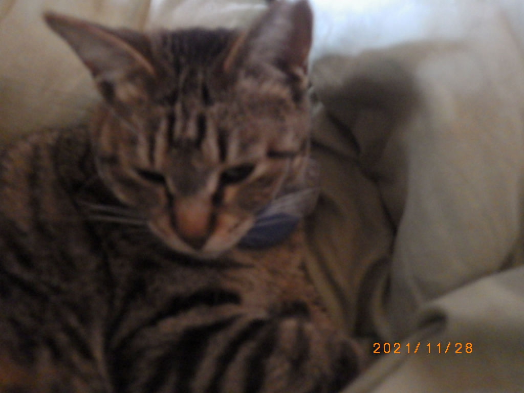 リュウちゃん
朝の5時から胸にドーン！で起こされたから買い物に行こうと思ったけど寒くて昼からにしました。

バイク屋巡りは夢は広がり想像してニヤニヤする楽しさが辞められないw

素敵な景色を観ながらタバコを吸おうと出掛けたけど
結果的に1本も吸わずに帰宅しました。
本当にたまぁ～に吸うだけ