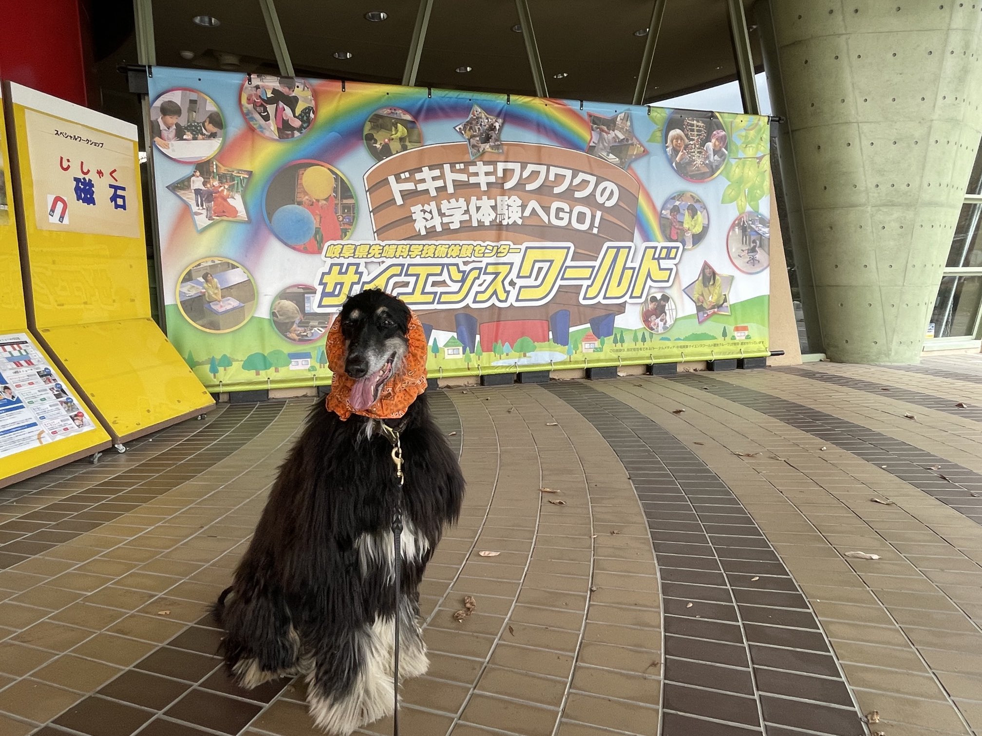 サイエンスワールド Twitter Search Twitter