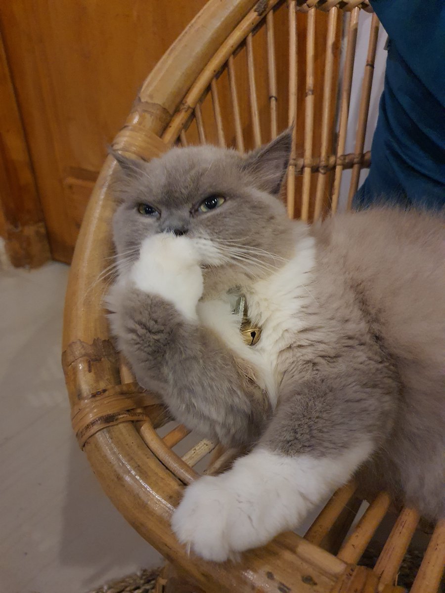 Pets 🐈🐕‍🦺🐇🐦 Fess tweet media