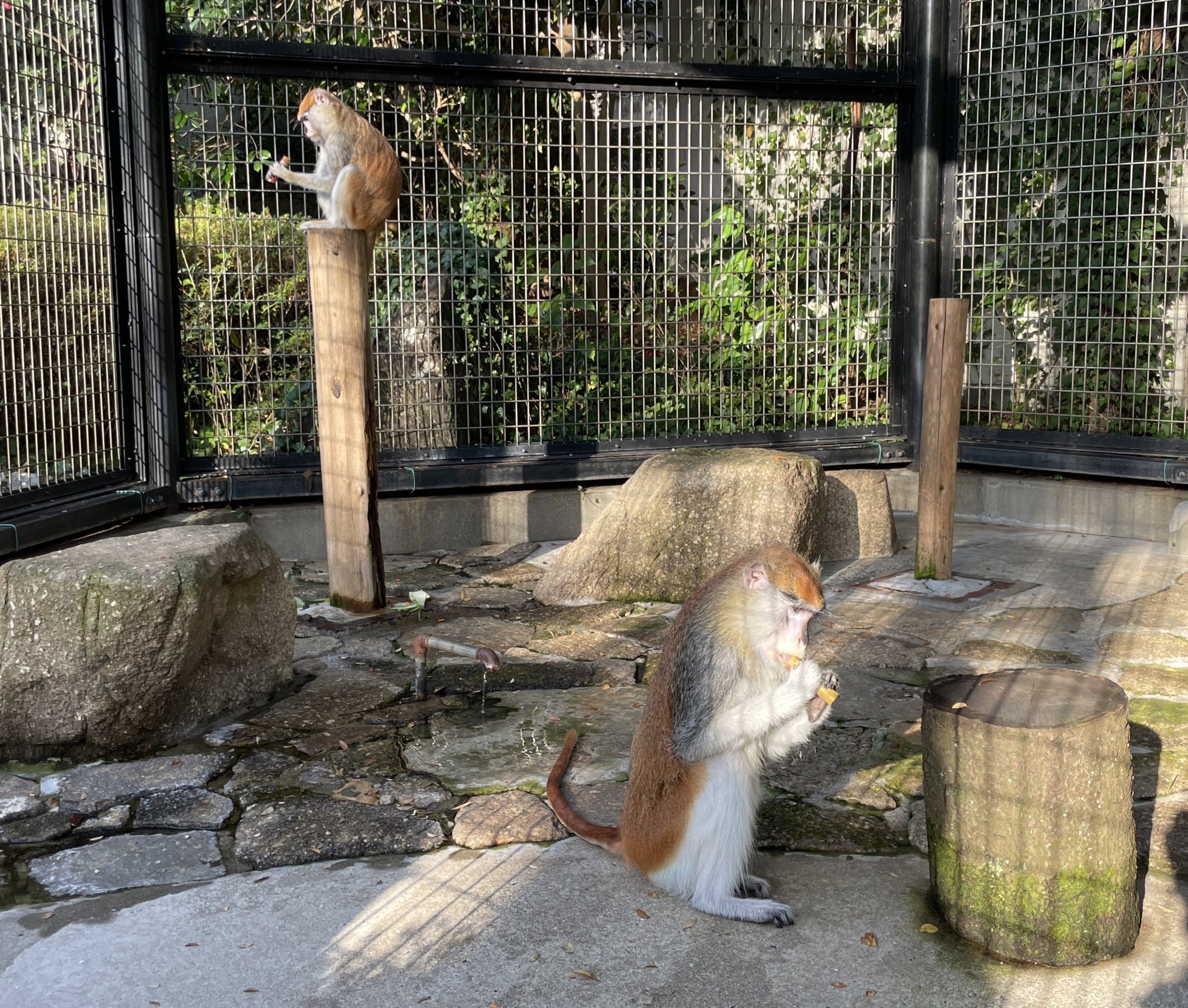 千葉市動物公園 公式 パタスザルの2頭もサトウキビも自然な甘みを味わっていました ヘリオスもペロペロとアイスを食べるように少しずつなめています みなさま ありがとうございました 飼 千葉市動物公園 パタスザル T Co Ladhha9dya