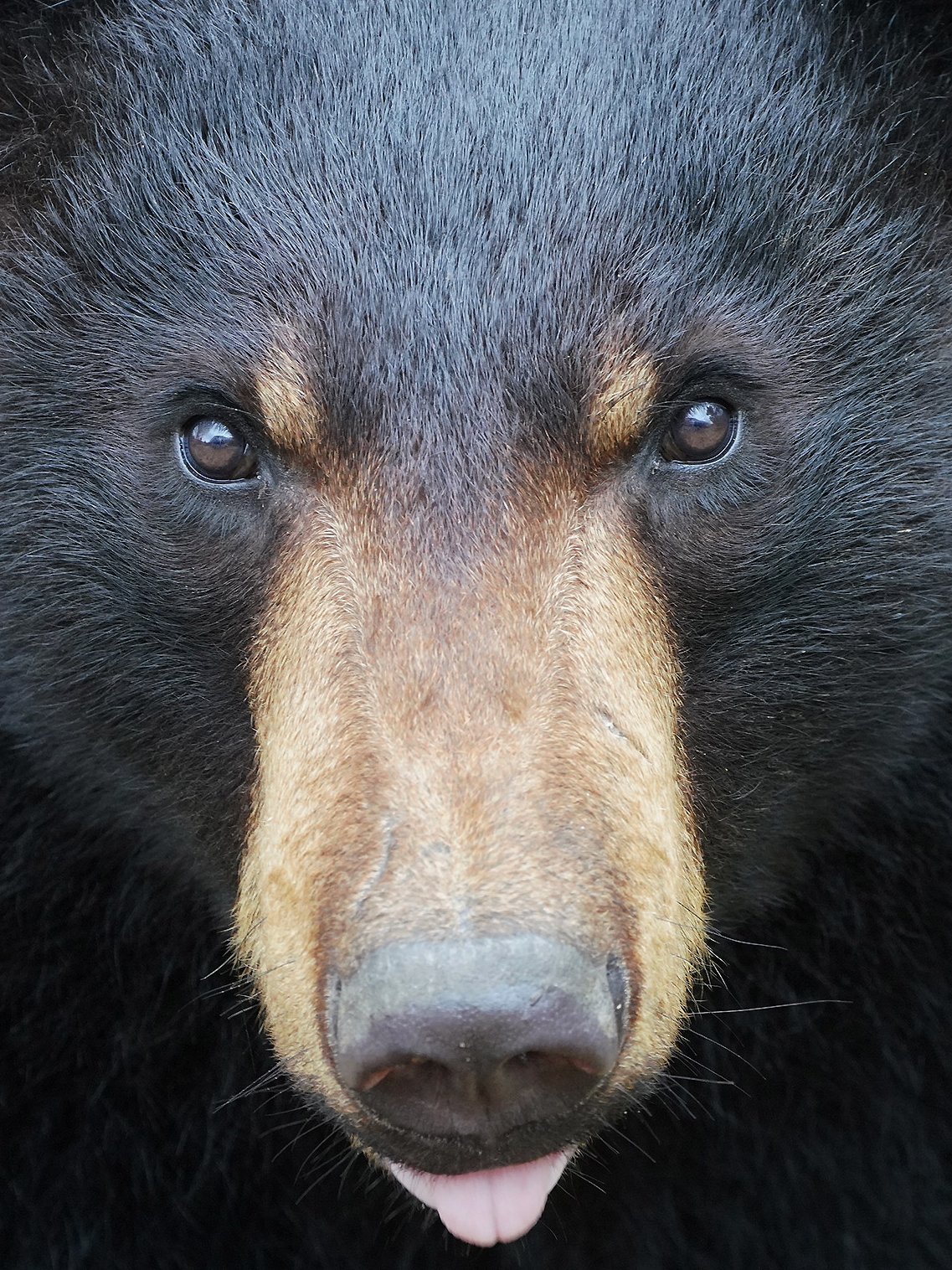 富士サファリパーク公式 月曜の朝は 動物の顔アップ でスタート 今週は アメリカグマ 一週間がんばりましょう 富士サファリパーク T Co Ok1mvsmypf T Co I0rhukbjiq Twitter