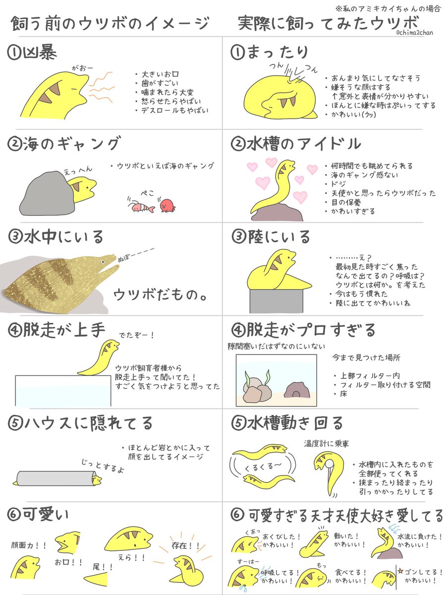 飼う前のウツボに対するイメージと実際に飼ってみての違い一覧がこちら ほしくなった かわいい Togetter
