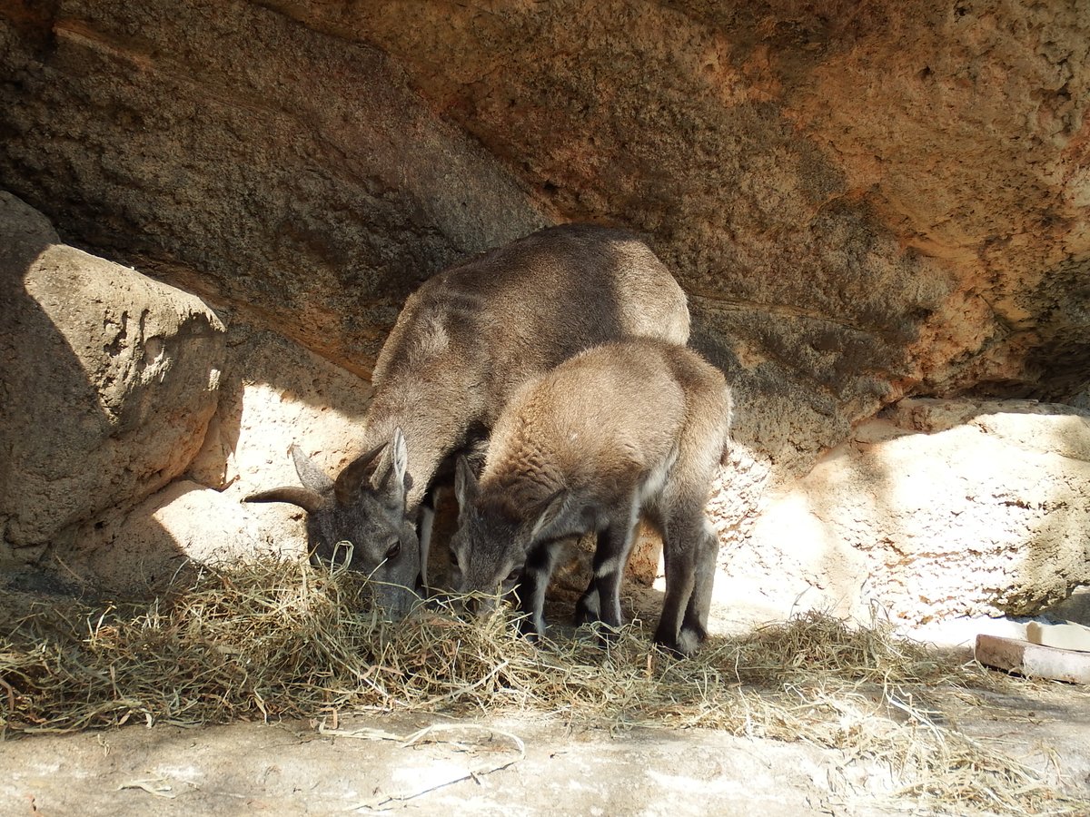 kanazawazoo317's tweet image. 息ぴったりな母と娘
#金沢動物園 #スーチョワンバーラル #ノノン #ウルル #母娘