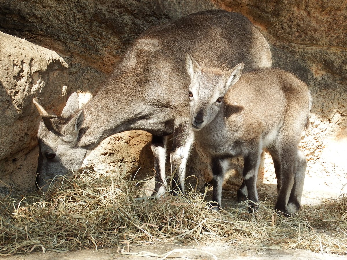 kanazawazoo317's tweet image. 息ぴったりな母と娘
#金沢動物園 #スーチョワンバーラル #ノノン #ウルル #母娘