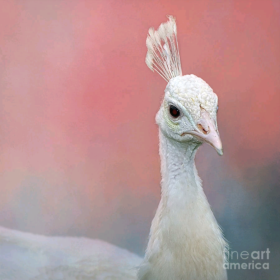 KayeMenner's tweet photo. #Peacock #Portrait on #Pink by Kaye Menner #prints #lovely #products at  https://t.co/da2Ysl6bDd https://t.co/wkTN5FhUrC