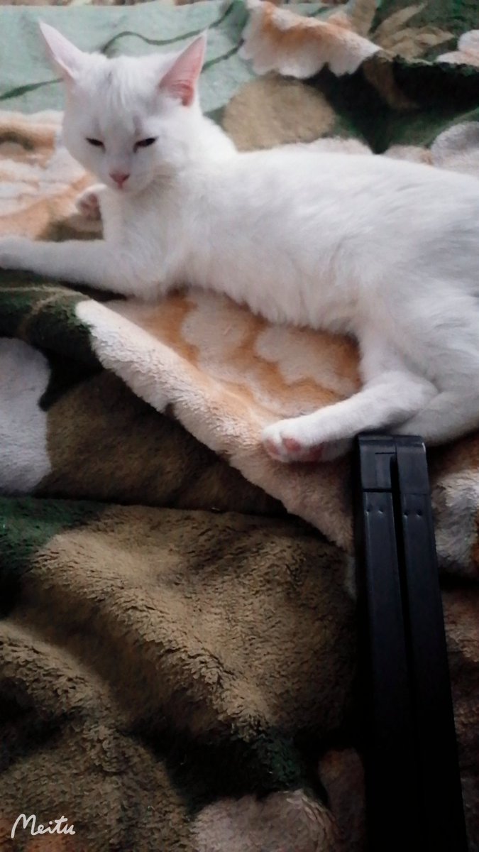 YuLeen88's tweet photo. lazy...

#cats #pets #whitecats #catsourlife https://t.co/P6Wvv3PAWt