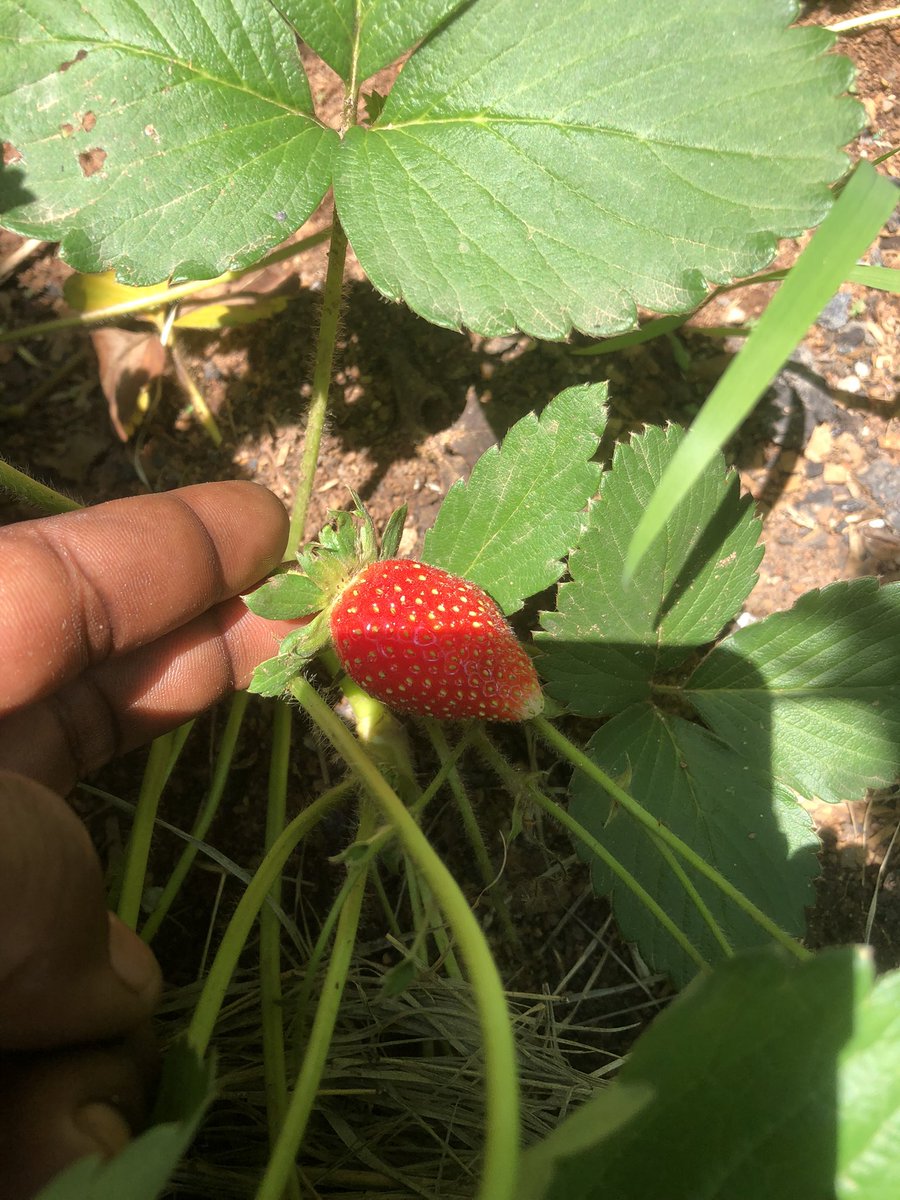 Cliff385's tweet photo. Sunday garden vibes 🪴🌱🌾🍄🎋🍓🫑🥬 https://t.co/McoeuWxgqw