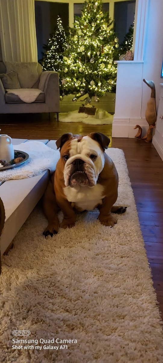thefergie5's tweet photo. @davidturton @chorleywomenfc @NUFCWomen Frank not happy, he's been left with the boys today 😔 #badmam https://t.co/z4FS6OwFkN