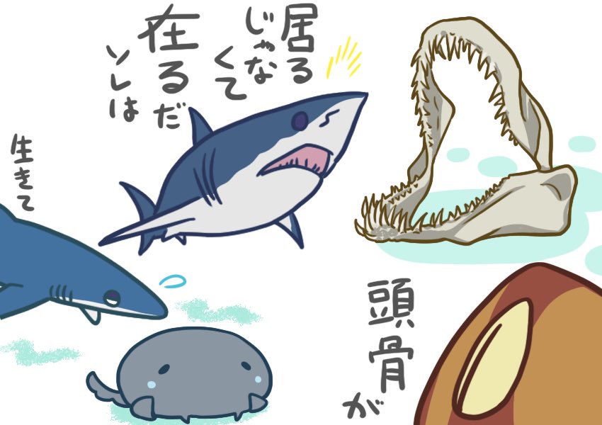 アオザメの顎 アオザメの顎がシロワニの顎に修正されてる！エラい！👍️