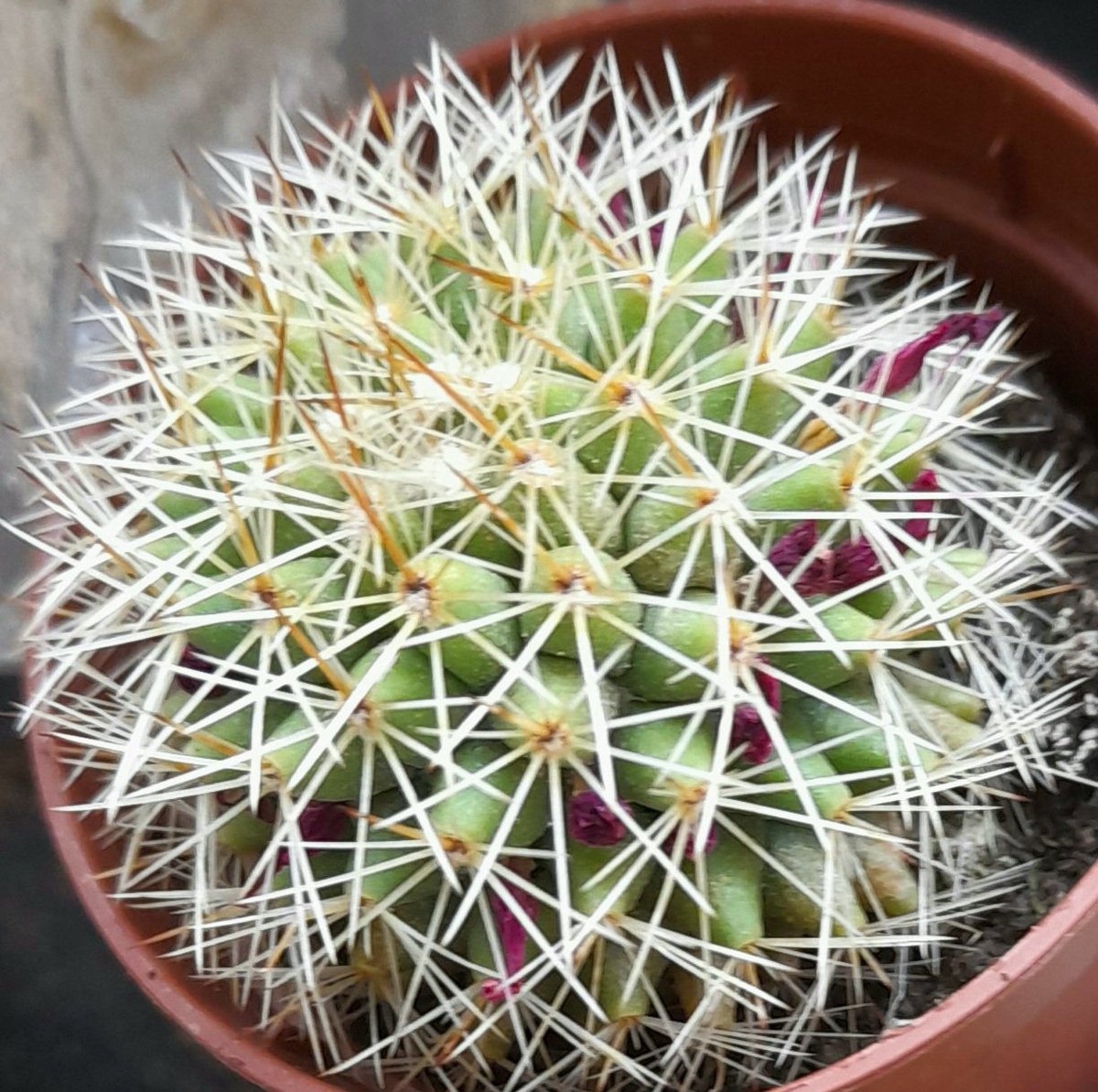 IPeut's tweet image. Just "boosted"!