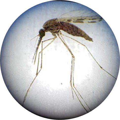 UPEndMalaria's tweet photo. MSc opportunity, deadline 14 Jan 2022. Use of artificial light at night (ALAN) has increased steadily, however, ALAN may impact human and environmental health.
Go to https://t.co/bcFVV5IcFb for more info...
#research #opportunity #lifechangers #ALAN #mosquitovector #vector https://t.co/hxuiAyDoor