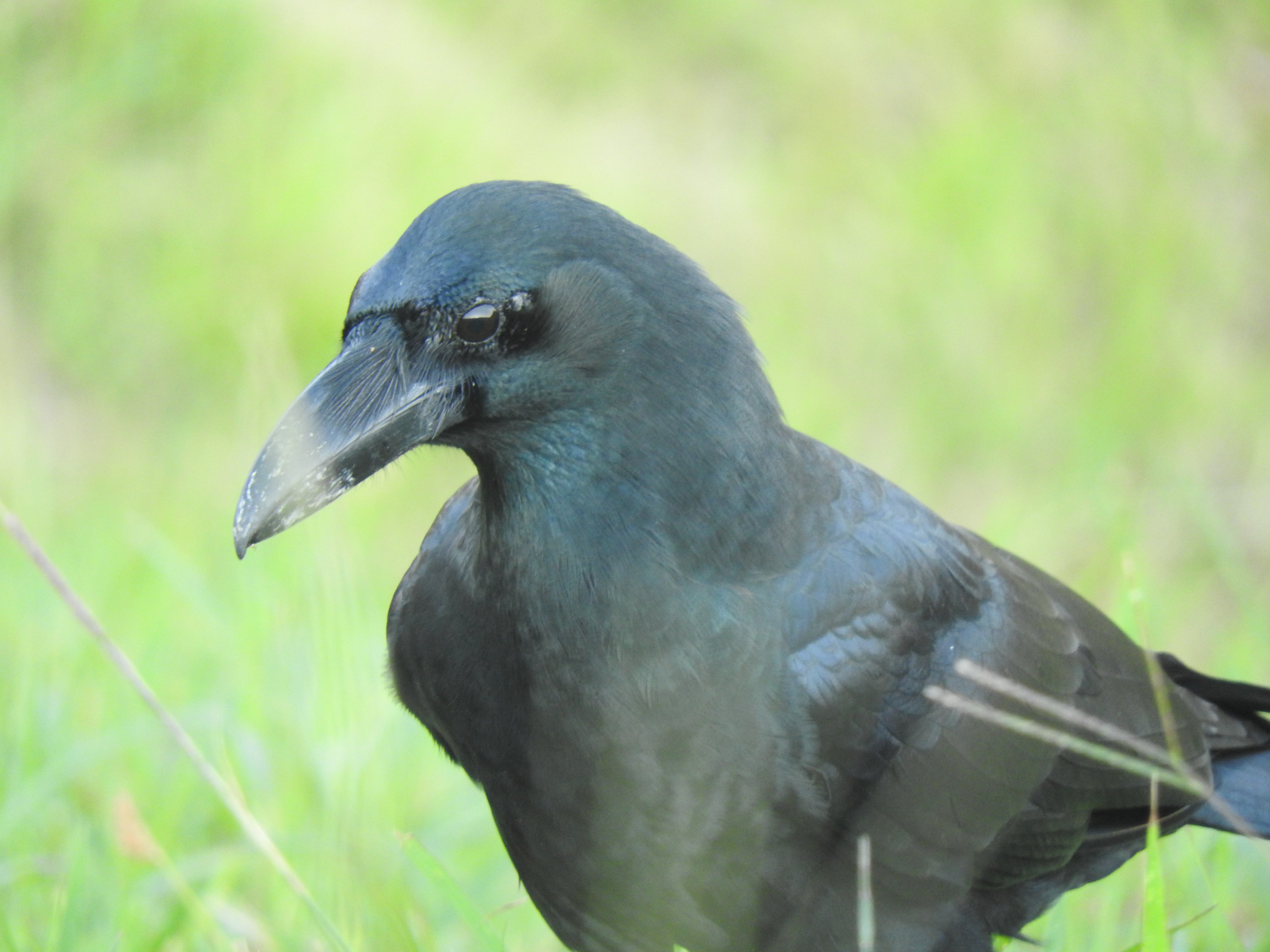 Uzivatel カラスファンcrow Na Twitteru リュウキュウブトくんその２です リュウキュウブトくんはかわいいと言うより美しいって感じですね 後頭部も素敵です お口にお弁当つけてるのが可愛すぎる 特に３枚めなんか良いですよね カラスはかわいい
