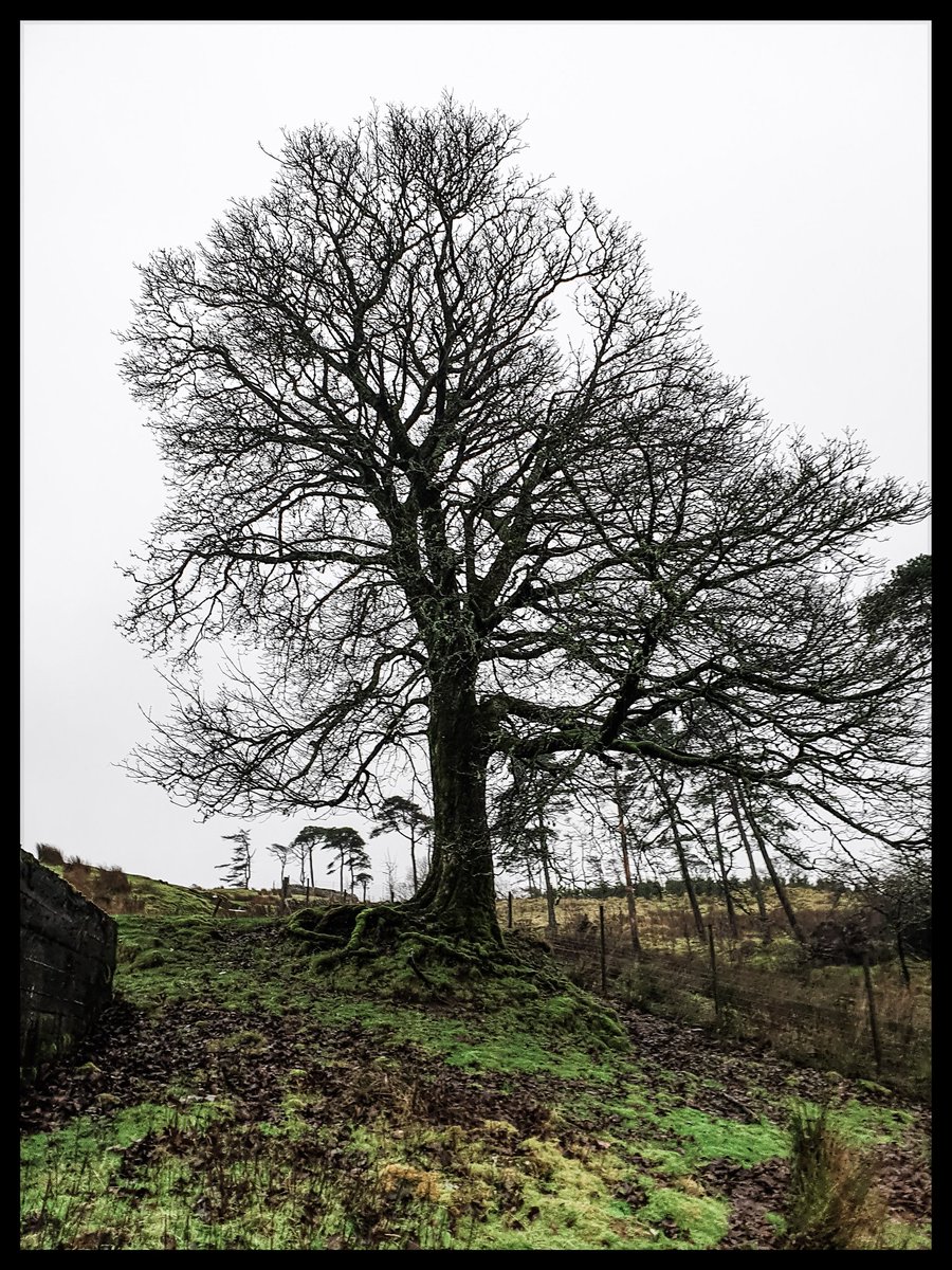 TheCemetress's tweet image. Good morning Everyone!
🖤🖤🖤
Hope you all a beautiful Sunday!
#MysticalTree
#PowerTree
#Skeletree