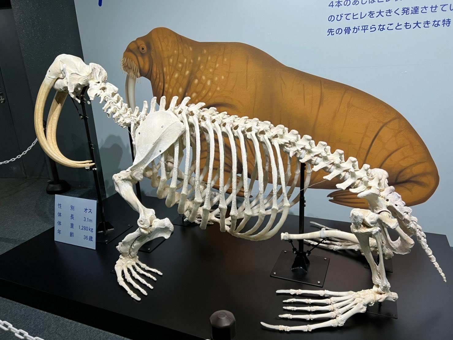 セイウチ　陰茎骨　骨格標本　海象 世界最大級のセイウチの全身骨格標本を公開、22年1月まで特別