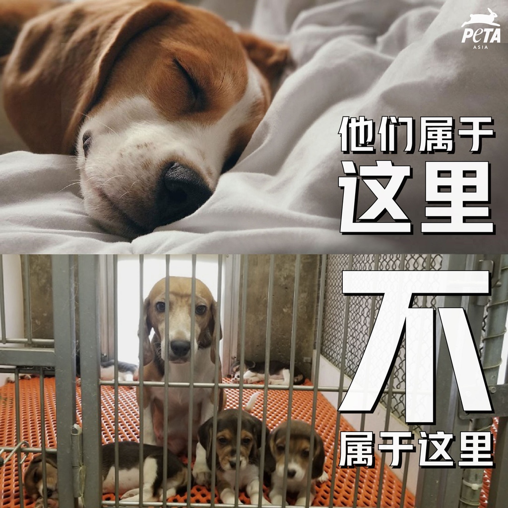 PETAAsiaZH's tweet photo. PETA最新调查揭露：繁殖场繁育大量比格犬，卖给实验室进行致命实验。💔🐶⁠
⁠
PETA一直致力于 #终止动物实验，成功促使数以百万的动物免受实验折磨和死亡。分享此图让更多人知道，帮助我们拯救更多在实验室中饱受折磨的动物 💙⁠

#StopAnimalTests #FightAnimalTesting #dogs #beagle 
⁠ https://t.co/BM48nBFN9H