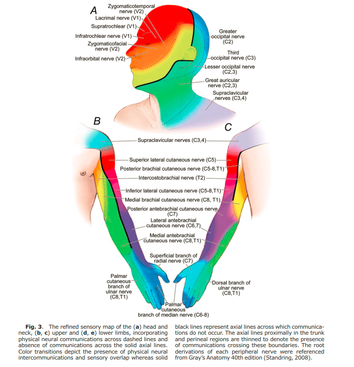PhysioMeScience's tweet photo. Mapping Sensory Nerve Communications
Between Peripheral Nerve Territories

👀👀👇👇

https://t.co/B7nu1Dz92z https://t.co/Gwdot5nRIN