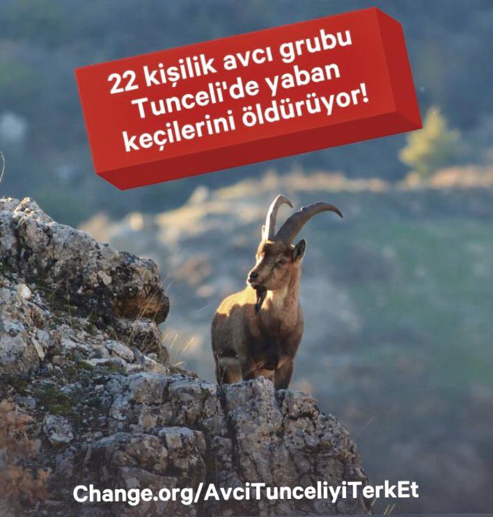 ...
Böyle spor olmaz...
Bu cinayettir...
Böyle turizm olmaz...
Bu vahşettir...
Bu memleketin tek tük kalan yaban hayvanlarını avcılara pazarlamak rezalettir...
Dur deyin buna...
Durdurun bunu...
Acilen durdurun...