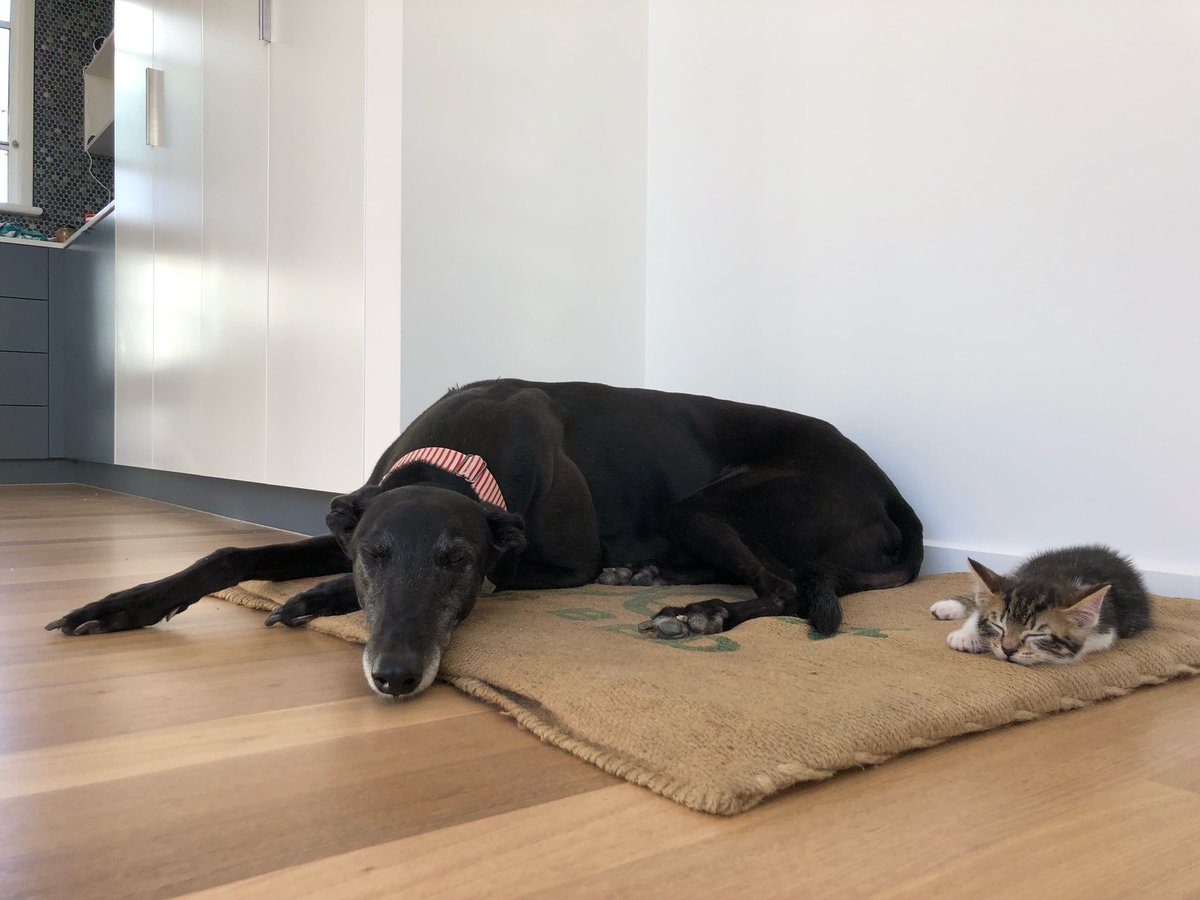 New kitten is learning the right energy level to share a bed with a greyhound.