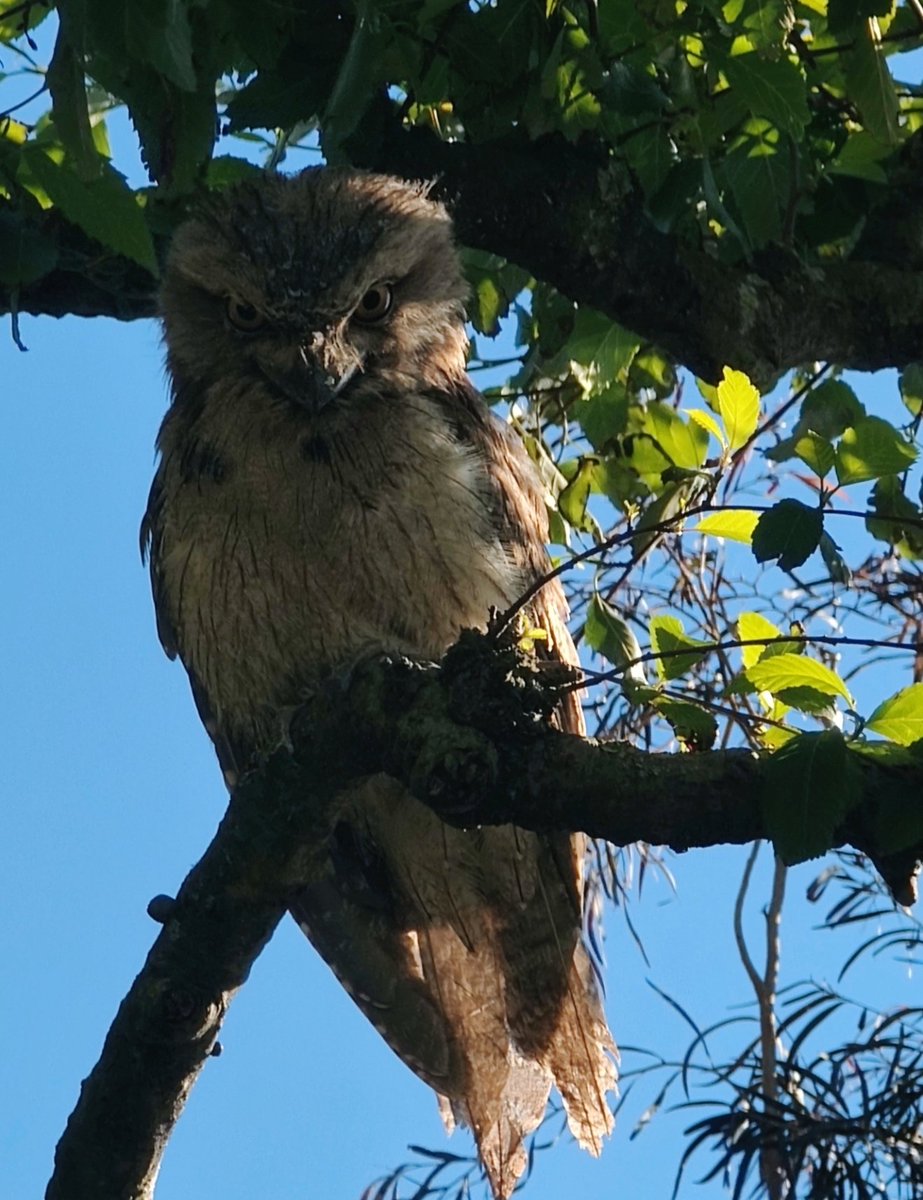 VintageBauer's tweet photo. The whole family came today -- such a treat...
#AussieBackyard
#TawnyFrogmouths
#Birb https://t.co/vvp9JUdVa6