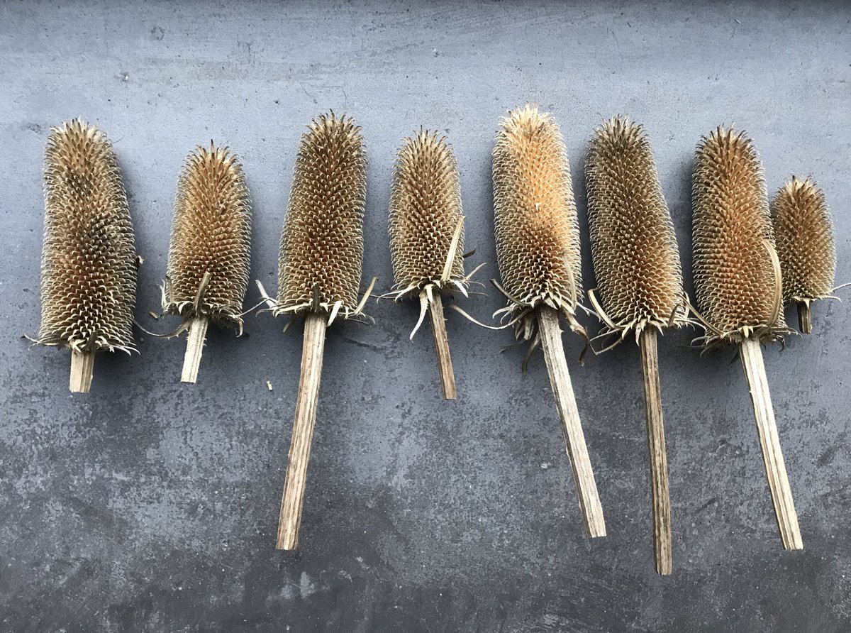 cruydthoeck's tweet image. Niet wild of inheems, maar wel ontzettend leuk: dankzij Cor Stoffels hebben we nu genoeg zaden om de echte weverskaarde, Dipsacus sativus op te kweken! Kijk een hoe mooi de stekeltjes gekromd staan. En het is een hele stevige kam, echt geschikt om wol mee te kaarden! Of niet?