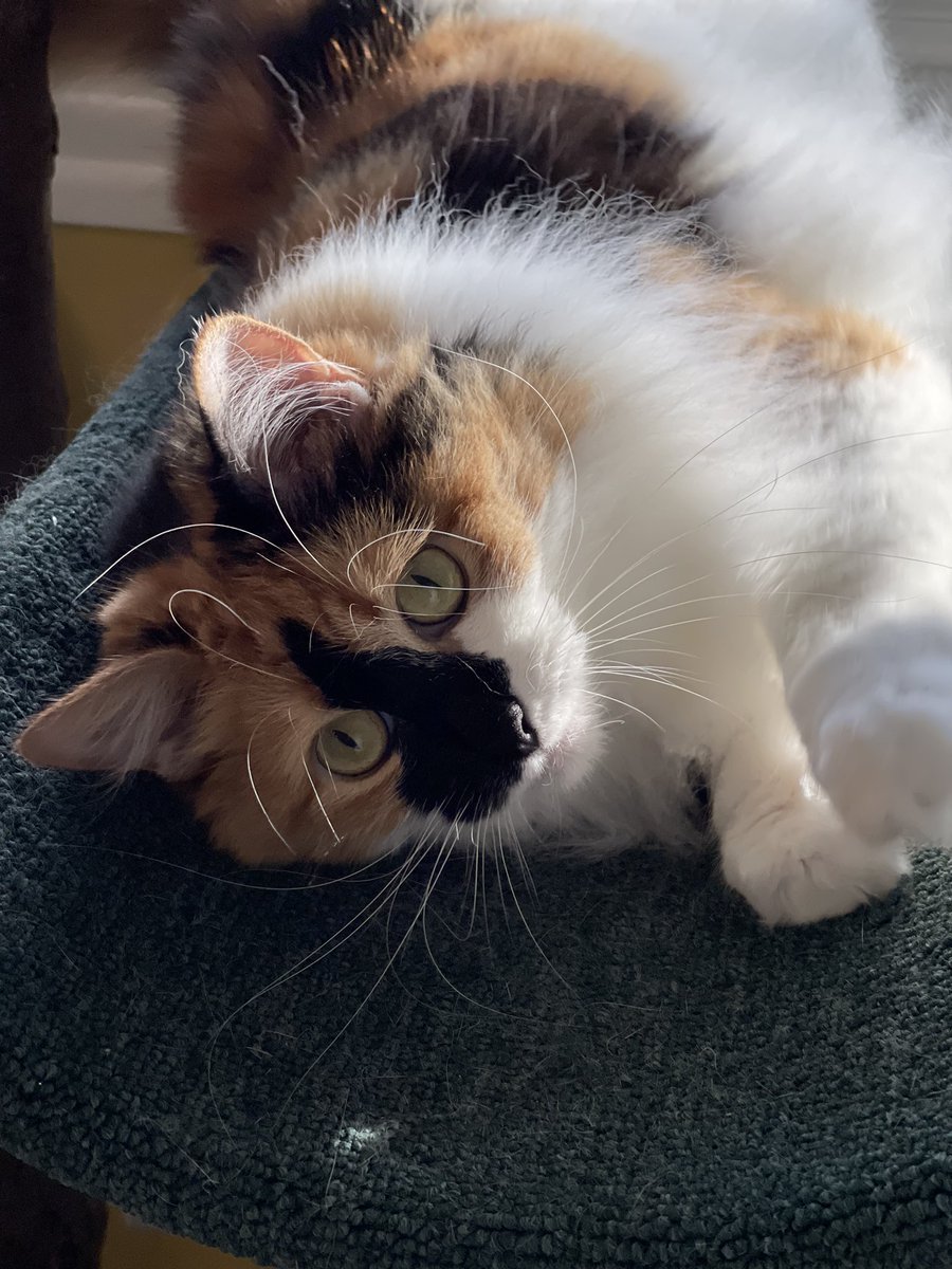 Billylittlebit's tweet photo. @CalicoCrew1 Sending pawsitive thoughts from one calico lover to another. Take it one day at a time and spend lots of time with your precious cats. #CalicoCrew #catboxsunday #rescuecat #HugACat https://t.co/WvHqj8sREy