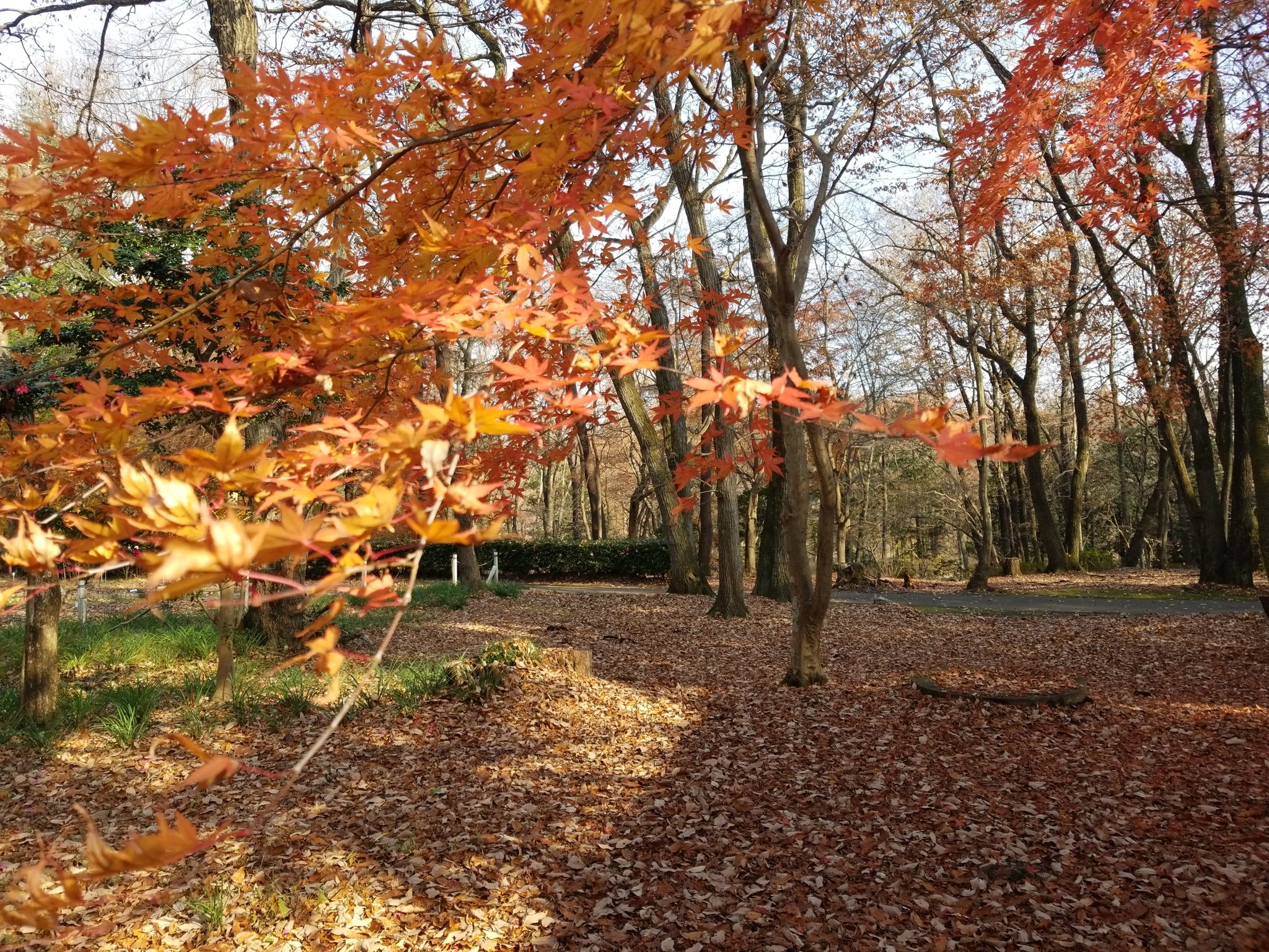 井の頭公園紅葉 Twitter Search Twitter