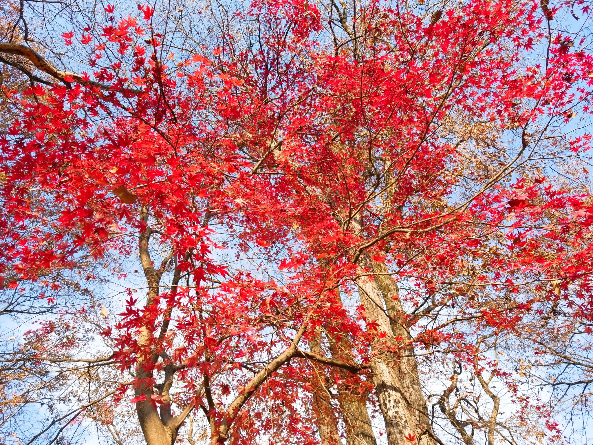 井の頭公園紅葉 Twitter Search Twitter