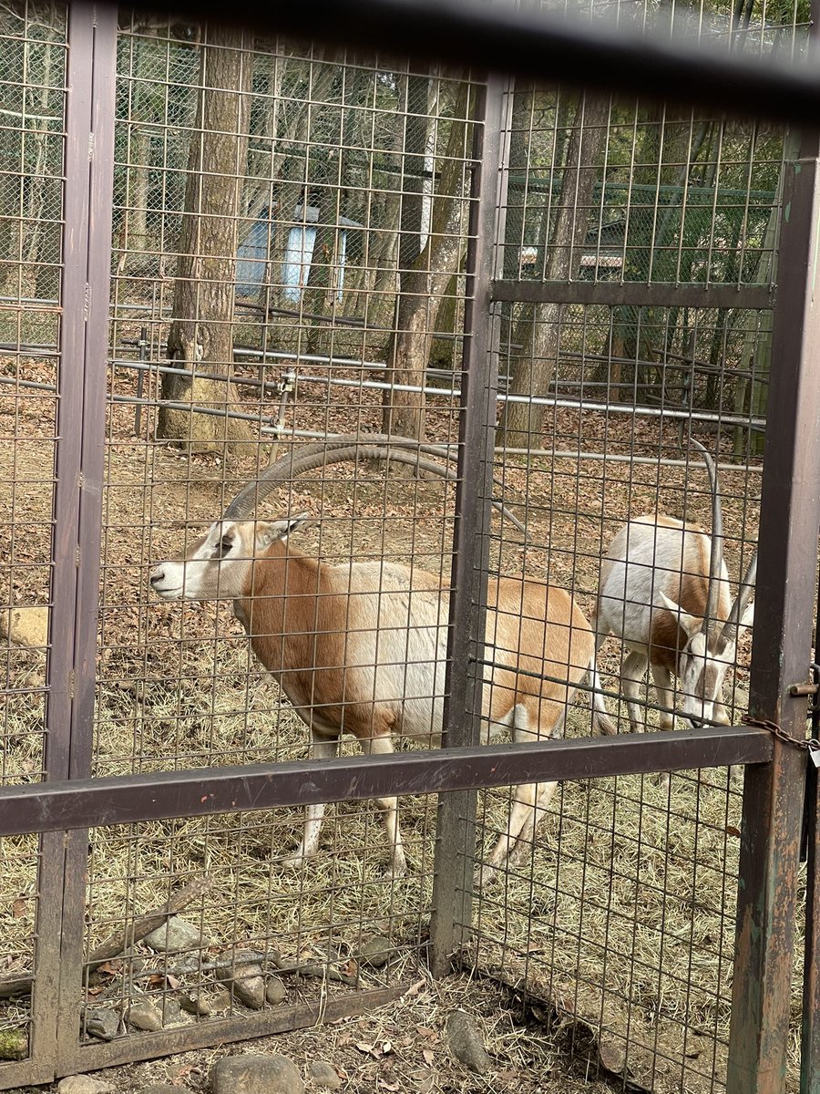 那須サファリパークに行って来たよ！

写真の動物はユニコーンのモデルになったアラビアオリックス。
絶滅危惧種です。

皆んな乱獲やめてね。 https://t.co/hQuhgbeOQQ