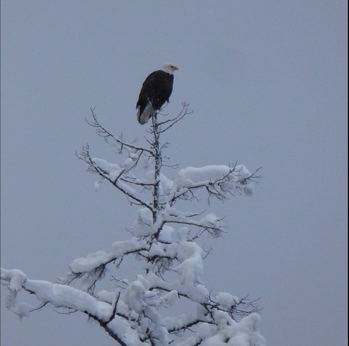 BridgeRiverValy's tweet photo. Everyone loves a snow day in the Bridge River Valley! #snow #winterwonderland #eagle #brvlove #bridgerivervalley #wildbc #beautifulbc #winterishere https://t.co/XMBIw53ulK