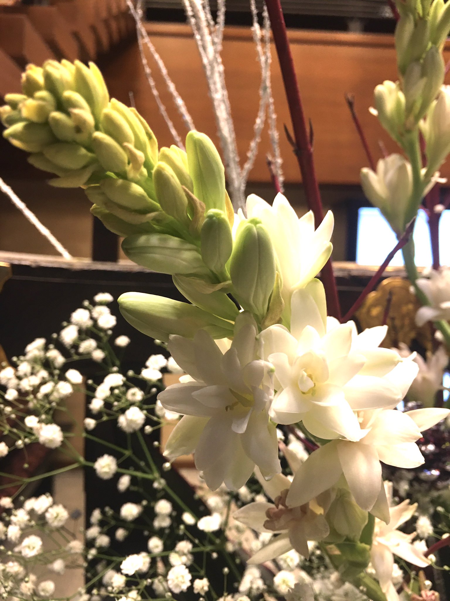 ケンケン おはようございます 12 月 晴れ 土曜にツィした花車の花の一つ チューベローズ 花言葉は官能的 危険な快楽 危険な関係 この花は 香水としても使用されていたから こんな妖艶な花言葉になっています 今週もよろしくお願いします