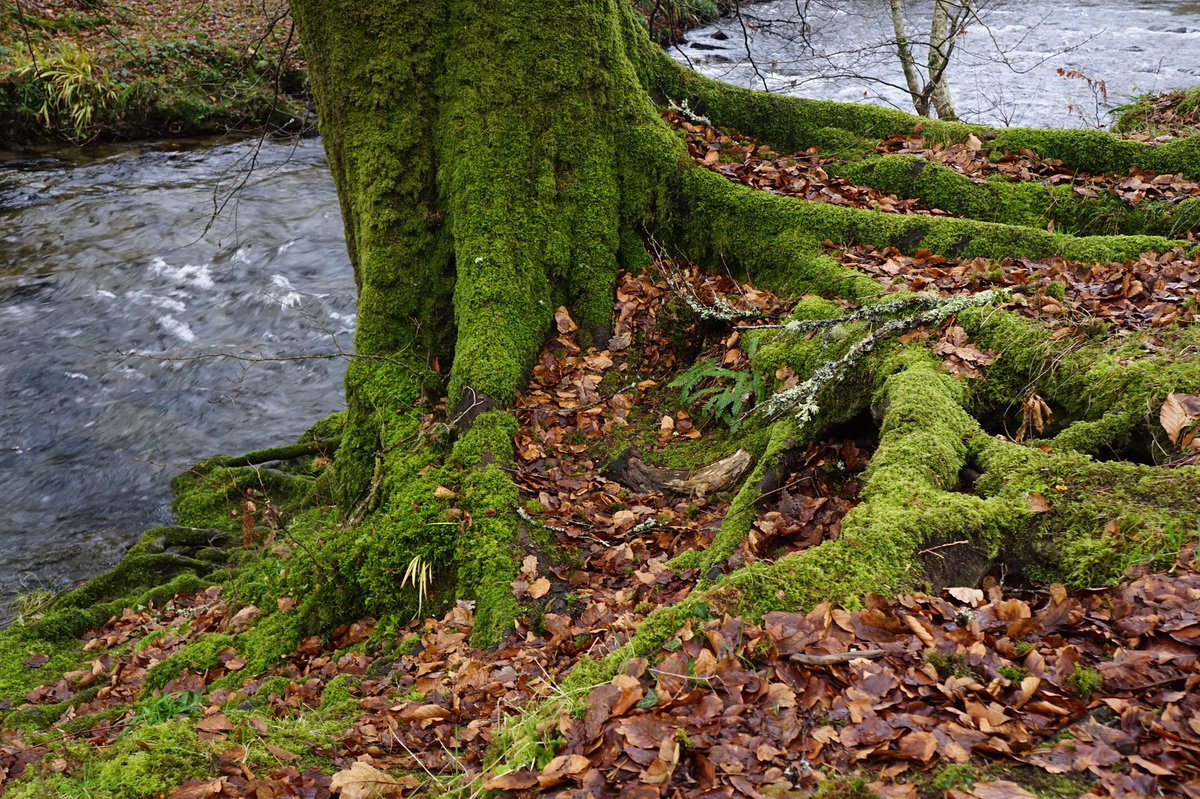 ℜ𝔞𝔠𝔥𝔢𝔩 𝔅𝔲𝔯𝔠𝔥 🦼📷 tweet media